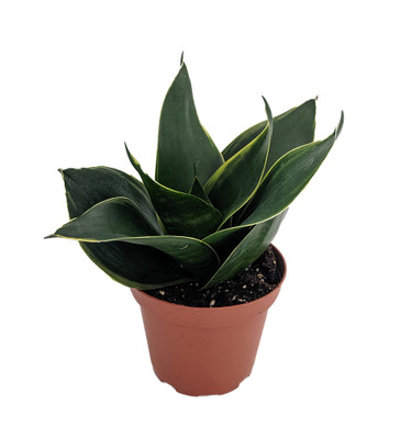 Emerald Star Snake Plant - Sansevieria - Almost Impossible to Kill - 3.7" Pot