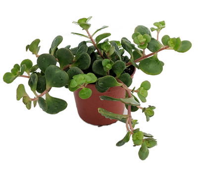 Emerald Green Sedum - Sedum spurium Makinoi - 2.5" Pot -Fairy Garden/House Plant
