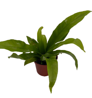 Japanese Bird's Nest Fern - 2.5" Pot - Asplenium