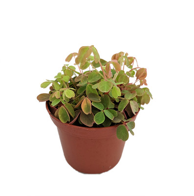 Coppertones Shamrock Plant - Oxalis -Indoors/Out - 2.5" Pot