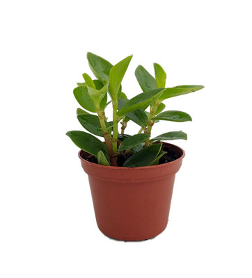 Rare Bamboo Stalks Peperomia  2.5" Pot - Collector's Series