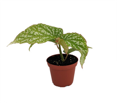 Snow Capped Angel Wing Cane Begonia - 3.7" Pot - Great House Plant