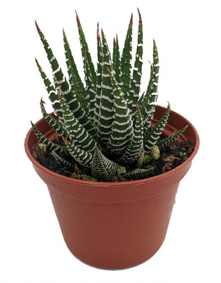 Hirt's Gardens Products - Hirt's Gardens