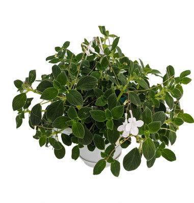 Dancing Doves Cape Primrose Plant - Streptocarpella- Indoors/Out - Shade - 6" HB