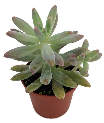 Darley Sunshine Succulent Plant - Graptosedum - 2.5" Pot