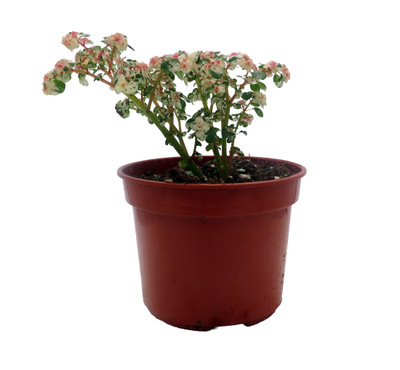 Snow Capped Artillery Plant - Pilea microphylla - Rare - 3.7" Pot