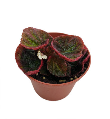 Brazilian Species Begonia Plant - 2.5" Pot- Terrarium/Fairy Garden/HousePlant