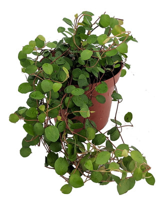 Biblical Angel Vine - Muehlenbeckia -Houseplant/Terrarium/Fairy Garden-3.7" Pot