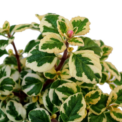 フルーツ・果実 Musa Gracillis Holttum Variegated Musa Gracillis Holttum Variegated | 熱帯果樹 バナナ畑