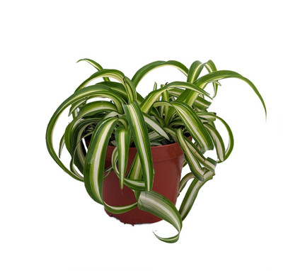 Bonnie Curly Spider Plant - Easy Clean Air Plant - 3.75" Pot