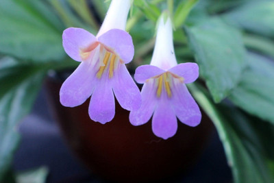 Piccolo Asian Violet - Primulina - 2.5" Pot - Everblooming House Plant