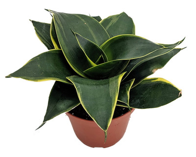 Black Star Birdsnest Snake Plant - Sanseveria - 3.7" Pot