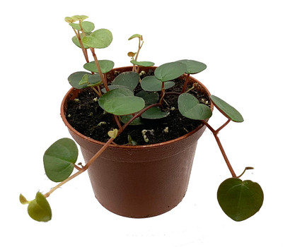 Ruby Cascade Peperomia - 2.5" Pot - Easy to Grow Succulent - Collector's Series