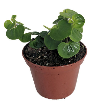 Bitcoin Chinese Money Plant -  Peperomia coin - 2.5" Pot