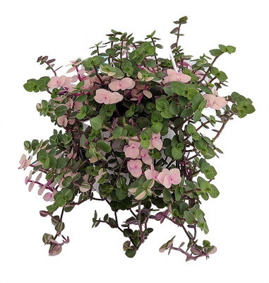 Bolivian Pink Jewel - Turtle Vine - Inch Plant - Callisia repens - 4" Mini Hanging Basket