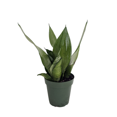 Moonshine Snake Plant - Sansevieria - Almost Impossible to kill - 4" Pot
