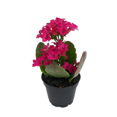 Magenta/Purple Kalanchoe - 2.5" Pot - In Bud and Bloom