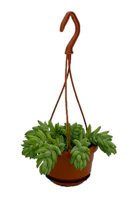 Burro's Tail Succulent - 4" Mini Hanging Basket - Sedum morganianum