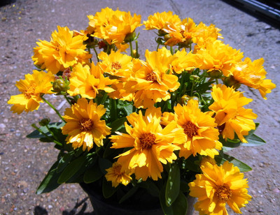 Presto Coreopsis Tickseed Perennial Plant - Gallon Pot