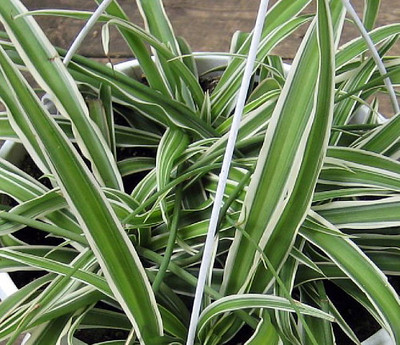Reverse Variegated Spider Plant - Cleans the Air - 2.5" pot