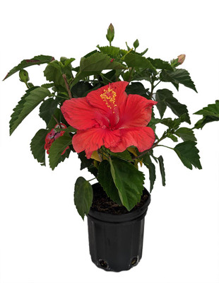 Red Tropical Hibiscus - 6" Pot - Bush Form