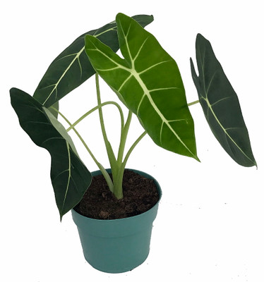 Green Velvet African Mask Plant - Alocasia Frydek - Houseplant - 6" Pot