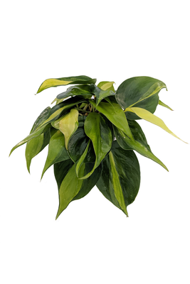 Brazil Philodendron 4" Pot - Easy Houseplant - Low Light