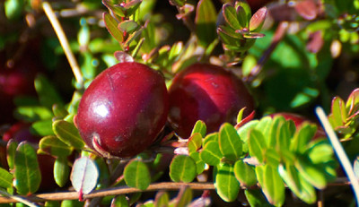 Ben Lear Cranberry Bush - Large / Early Fruiting - 3.25" Pot