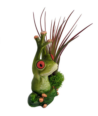 Yoga Frog Good Morning Hands Raised -Live Tillandsia Air Plant +Planter- 3" x 3"