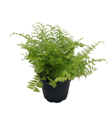 Cotton Candy Fern - Nephrolepis exaltata 'Marisa' -2.5" Pot - Fairy Gardens