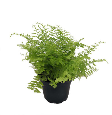 Cotton Candy Fern - Nephrolepis exaltata 'Marisa' -2.5" Pot - Fairy Gardens