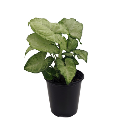 White Butterfly Arrowhead Plant - Syngonium - Nepthytis - 3.5" Pot