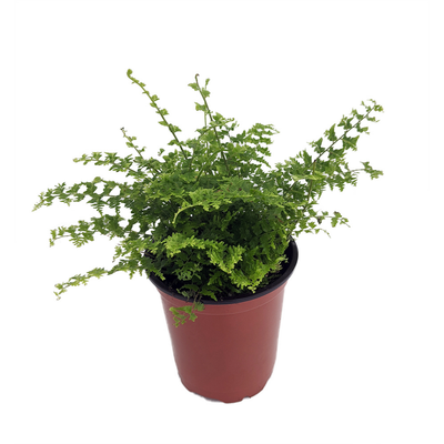 Green Fantasy Fern - Easy House Plant - 3.5" Pot