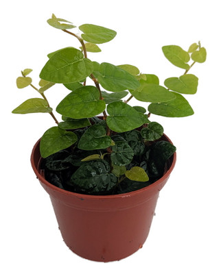 Green Creeping Fig Plant - Terrarium/Fairy Garden - Ficus pumila  - 2.5" Pot
