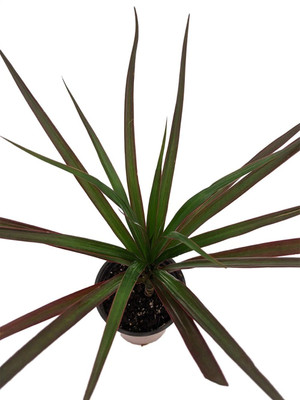 Magenta Madagascar Dragon Tree - Dracaena marginata - 3.5" Pot