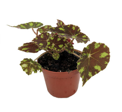 Little Darling Begonia Plant -2.5" Pot- Terrarium/Fairy Garden/HousePlant