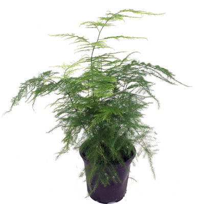 Fern Leaf Plumosus Asparagus Fern - 4" Pot- Live Plant