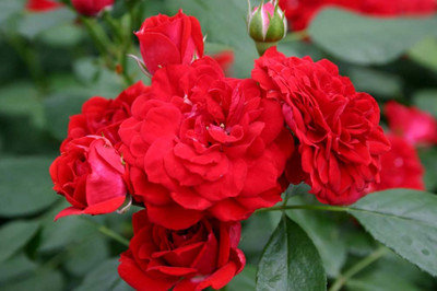 Roxanne Veranda Rose - 4" Pot