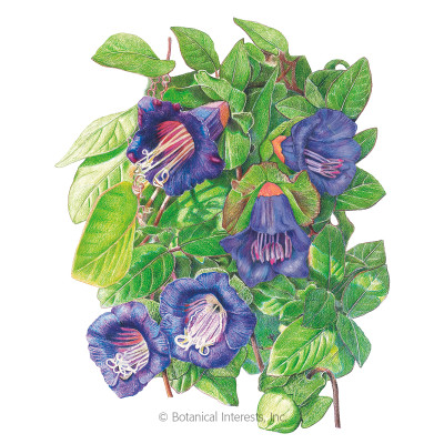 Cup & Saucer Vine 'Blue Cathedral Bells' Seeds - 1 gram