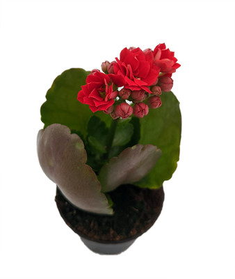 Red Calandiva Plant - 2.5" Pot - Kalanchoe - Double Dark Red Blooms!