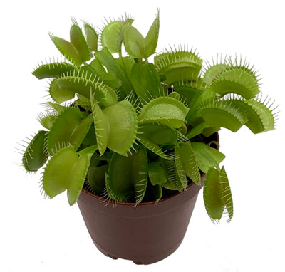 Venus Fly Trap Plant - CARNIVOROUS - Dionaea - 2" Pot