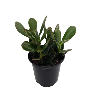 Jade Plant - Crassula ovuta- 4" Pot