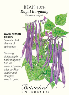 Royal Burgundy Bush Bean Seeds - 25 grams - Botanical Interests