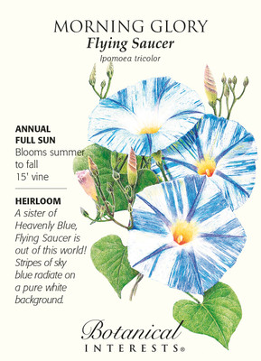 UNTREATED/FRESH Hirt's Heavenly Blue Morning Glory 150 Seeds