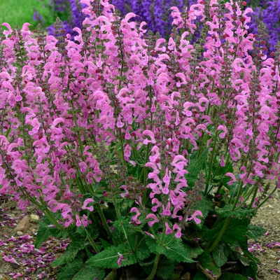 Fashionista® Moulin Rouge - Salvia - Meadow Sage - Quart Pot