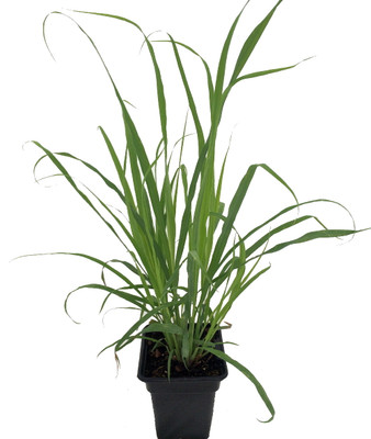 Ohio Grown Lemon Grass Plant - Cymbopogon  - 4" Pot