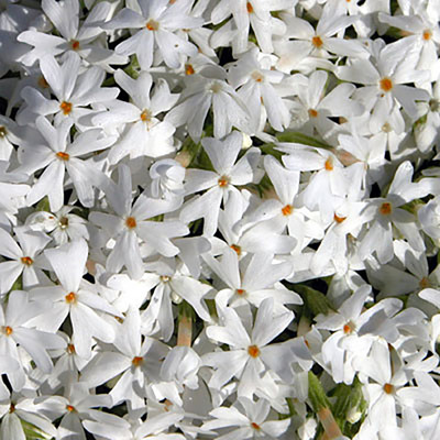 Snowflake Creeping Phlox Perennial - Quart Pot