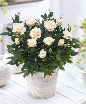 Parade® Freja™ Miniature Rose Bush - Fragrant - NEW for 2021 - 2.5" Pot