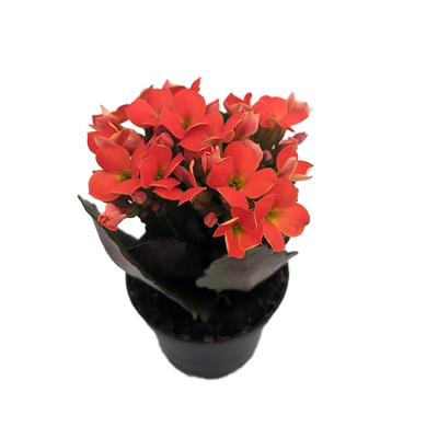 Orange Kalanchoe - 2.5" Pot - In Bud and Bloom / Easy House Plant