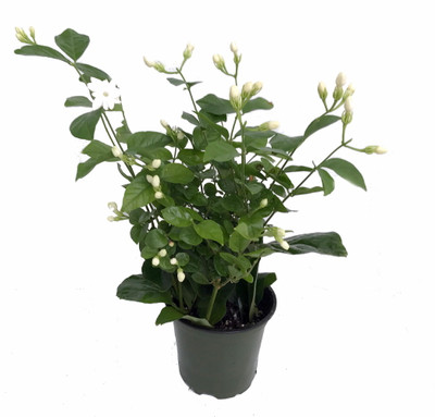 Ohio Grown Arabian Tea Jasmine Plant - Maid of Orleans - 4" Pot Ohio Grown Arabian Tea Jasmine Plant - Maid of Orleans - 4" Pot